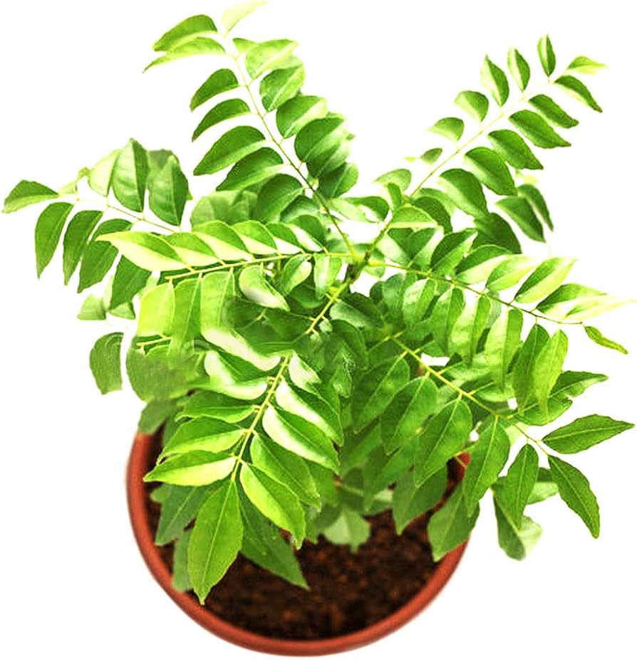 Curry Leaf Gemüse Samen zum Pflanzen