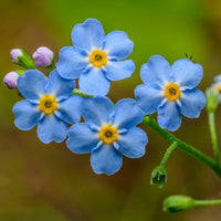Bulk Forget-Me-Not Blumensamen zur Aussaat – leuchtend Blüten – Traditionssorte & ohne Gentechnik Samen Hausgarten