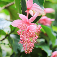 Medinilla Magnifica Samen exotisch Blume Aussaat
