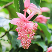hell Rosa Medinilla Cummingi Blumensamen zur Aussaat ideal Rabatten Traditionssorte & ohne Gentechnik Samen Hausgarten