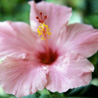 Rosa (rosa hibiscus) samen for anpflanzung in home garten