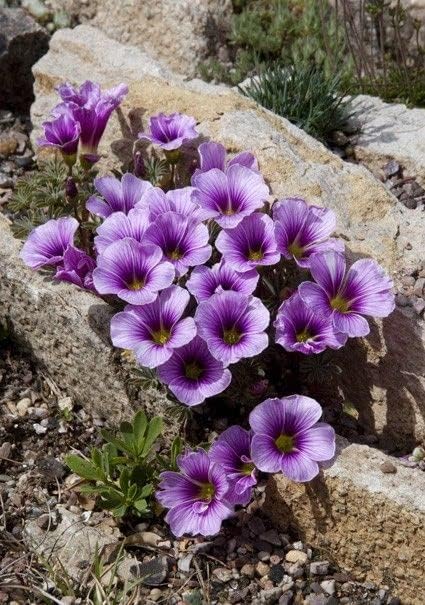 Blau Sauerklee Laciniata Blumensamen zur Aussaat Anzucht Traditionssorte & ohne Gentechnik Samen Hausgarten
