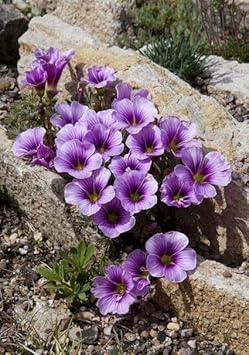 Oxalis laciniata blume samen for anpflanzung - premium quality, heirloom & gmo free samen for home garten
 
 sale for anpflanzung in home garten.