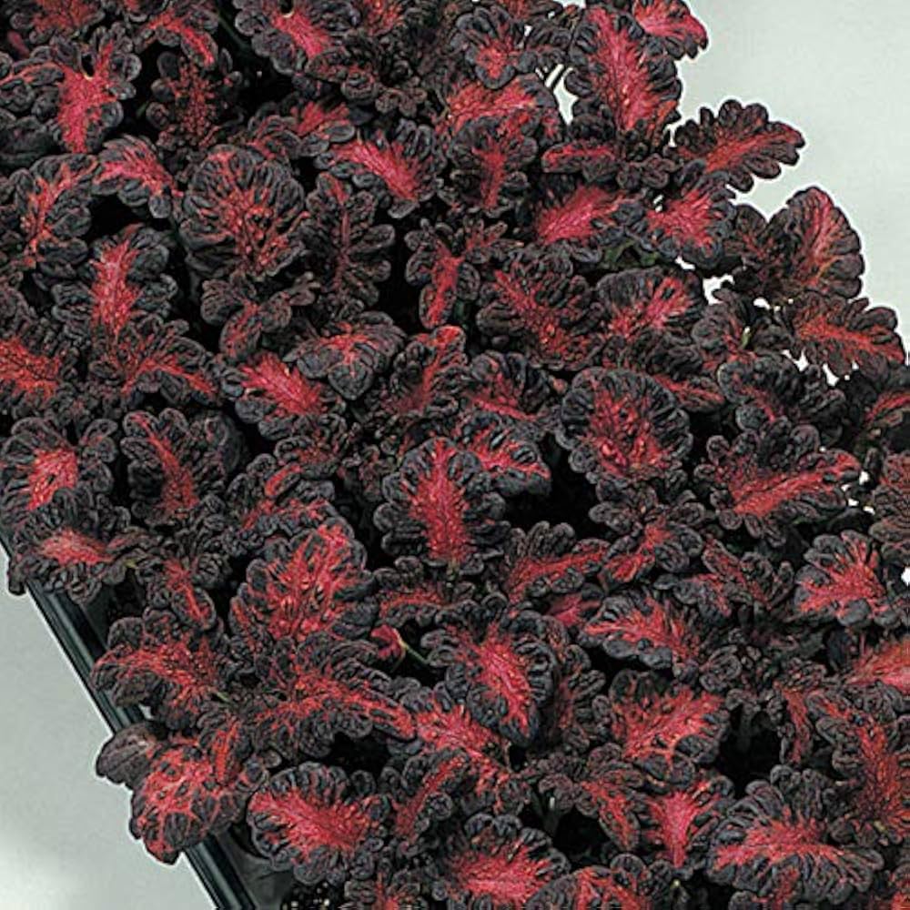 Schwarz dragon coleus blume samen for anpflanzung - long bloom season, heirloom & gmo free samen for home garten
 
 sale samen for home garten