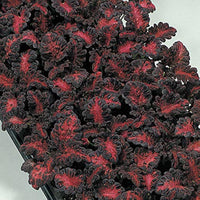 Schwarz dragon coleus blume samen for anpflanzung - long bloom season, heirloom & gmo free samen for home garten
 
 sale samen for home garten