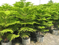 Grün araucaria blume samen for anpflanzung - colorful display, heirloom & gmo free samen for home garten
 
 sale for anpflanzung in home garten.
