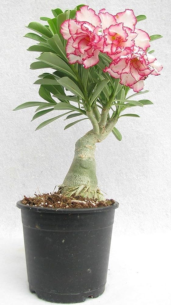 Anzucht Roses DIY Bonsai Garten Samen