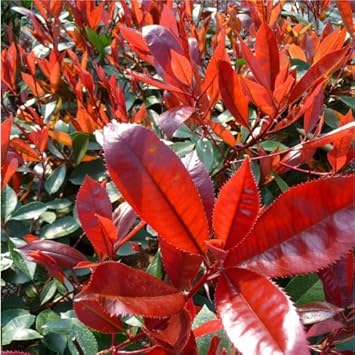 Rot tip photinia blume samen for anpflanzung - bright blooms, heirloom & gmo free samen for home garten
 
 sale samen for home garten