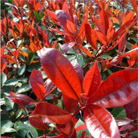 Rot Photinia Robin Blumensamen zur Aussaat – Drought verträglich – Traditionssorte & ohne Gentechnik Samen Hausgarten