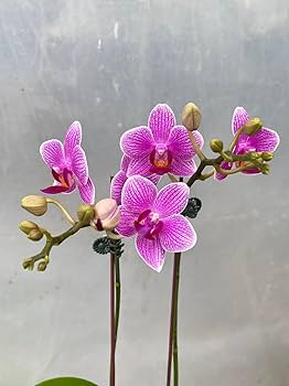 Grün Rosa Schmetterlingsorchidee Orchidee Blumensamen Garten leuchtend Traditionssorte & ohne Gentechnik Samen Hausgarten