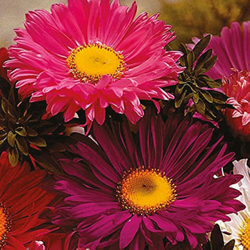 Rot aster kurenai callistephus chinensis samen for anpflanzung in balcony garten