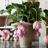 Medinilla Rosa Blumensamen zur Aussaat – Landhaus Garten wichtig – Traditionssorte & ohne Gentechnik Samen Hausgarten