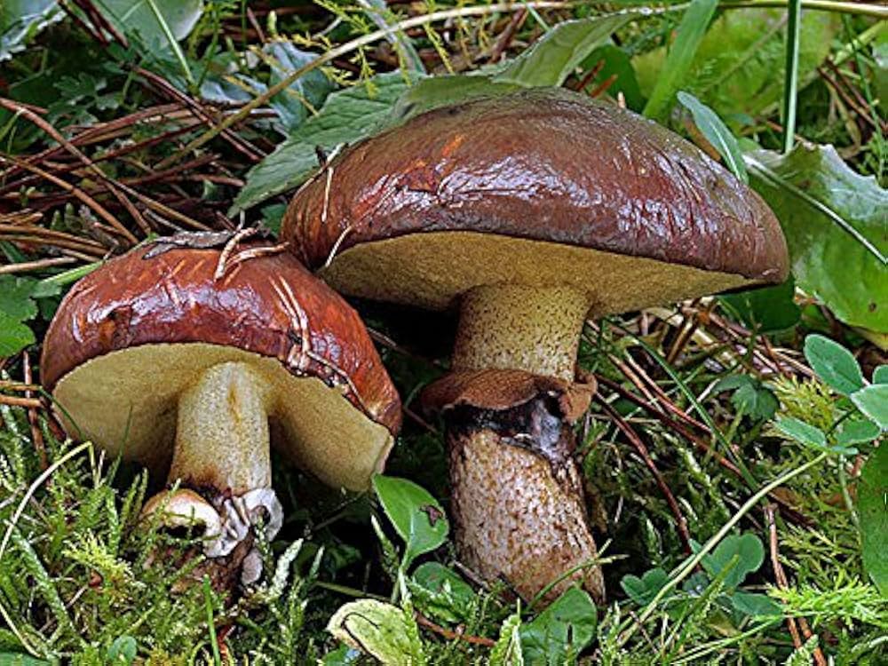 Mycelium Spawn Gemüsesamen für einfache Aussaat