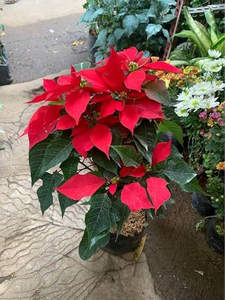 Euphorbia Pulcherrima Samen zur Aussaat Euphorbia Pulcherrima Blume Beet patio Schau
