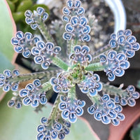 Blau Flammendes Käthchen Blumensamen zur Aussaat – leuchtend – Traditionssorte & ohne Gentechnik Samen Hausgarten