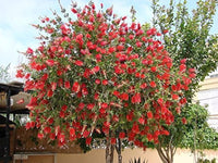 Callistemon Baum Samen zur Aussaat Callistemon Citrinus blühend hedge patio Garten