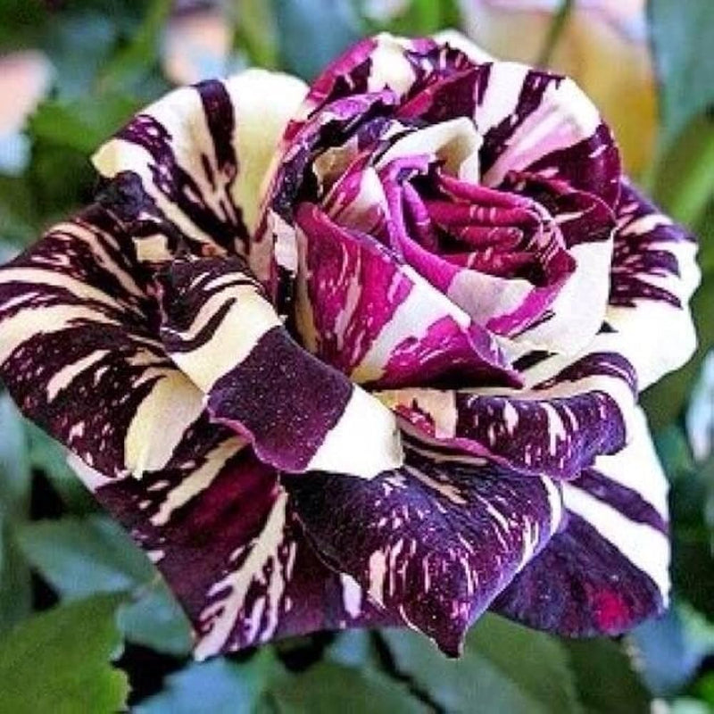 Tiger Striped Rose Blumensamen zur Aussaat Halbschatten verträglich Traditionssorte & ohne Gentechnik Samen Hausgarten