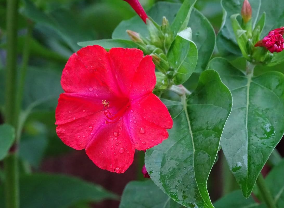 Rot (rot mirabilis) samen for anpflanzung in home garten