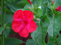 Rot (rot mirabilis) samen for anpflanzung in home garten