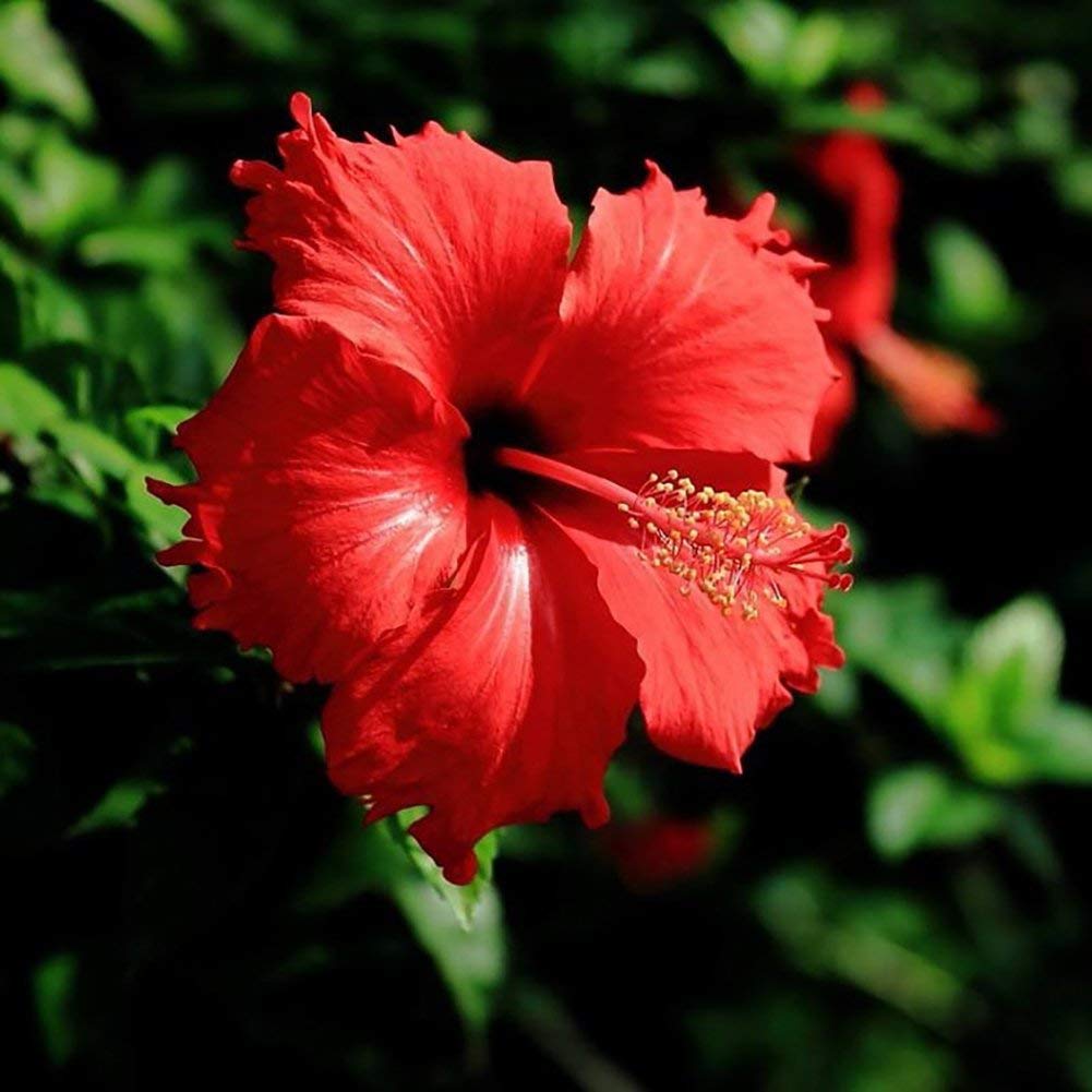 Hibiscus blume samen for anpflanzung - premium quality, heirloom & gmo free samen for home garten
 
 sale samen for anpflanzung in home garten