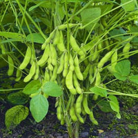 Braun Soybean Planting Samen for Gemüse Gardening