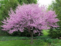 Rosa redbud flowering blume samen for anpflanzung - drought tolerant, heirloom & gmo free samen for home garten
 
 sale for anpflanzung in home garten