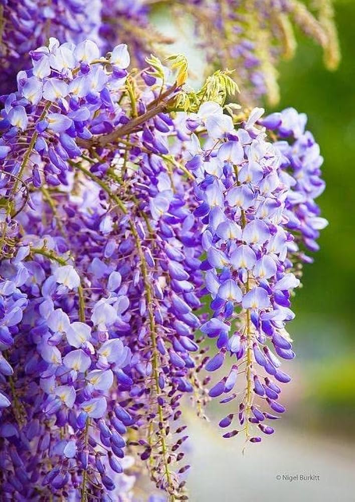 Lila Blauregen Vine Samen – duftend – Cascading Lila Blumen Gärten und Arbors