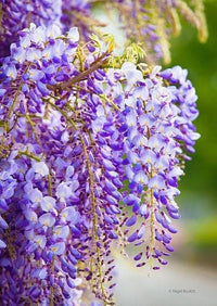 Lila Blauregen Vine Samen – duftend – Cascading Lila Blumen Gärten und Arbors