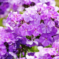 Mischung Phlox Phlox spp Blumensamen zur Aussaat Blume Beet