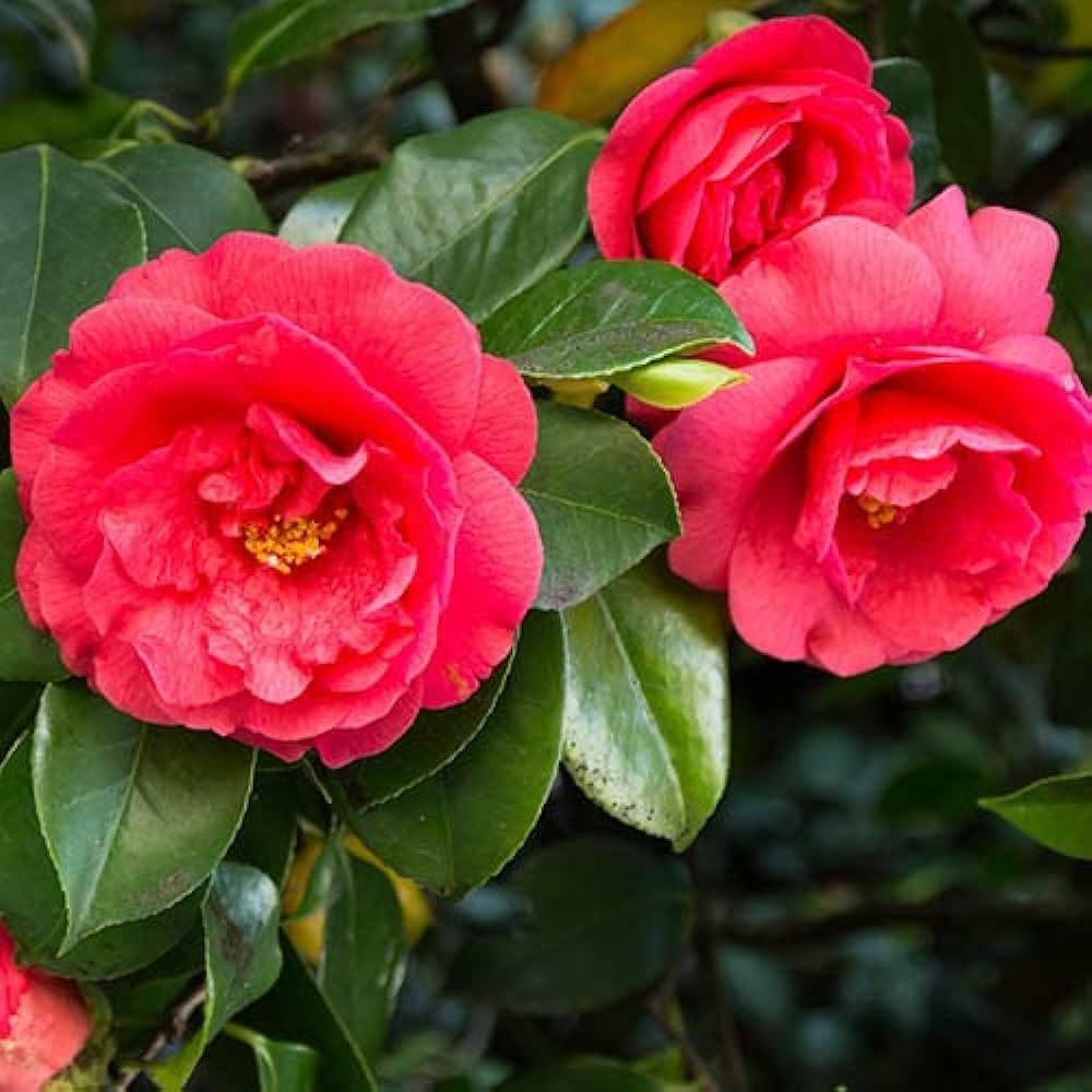 Kamelie Rot Weiß Blumensamen zur Aussaat – saisonal Dauerblüher – Traditionssorte & ohne Gentechnik Samen Hausgarten