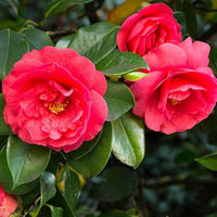 Kamelie Rot Weiß Blumensamen zur Aussaat – saisonal Dauerblüher – Traditionssorte & ohne Gentechnik Samen Hausgarten