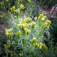 Gelb tagetes minuta blume samen for anpflanzung - drought tolerant, heirloom & gmo free samen for home garten
 
 sale samen for home garten