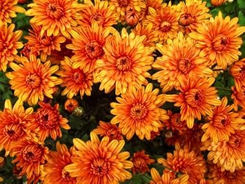 Orange gelb chrysanthemum blume samen for anpflanzung - low maintenance, heirloom & gmo free samen for home garten
 
 sale for anpflanzung in home garten.
