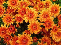 Orange gelb chrysanthemum blume samen for anpflanzung - low maintenance, heirloom & gmo free samen for home garten
 
 sale for anpflanzung in home garten.