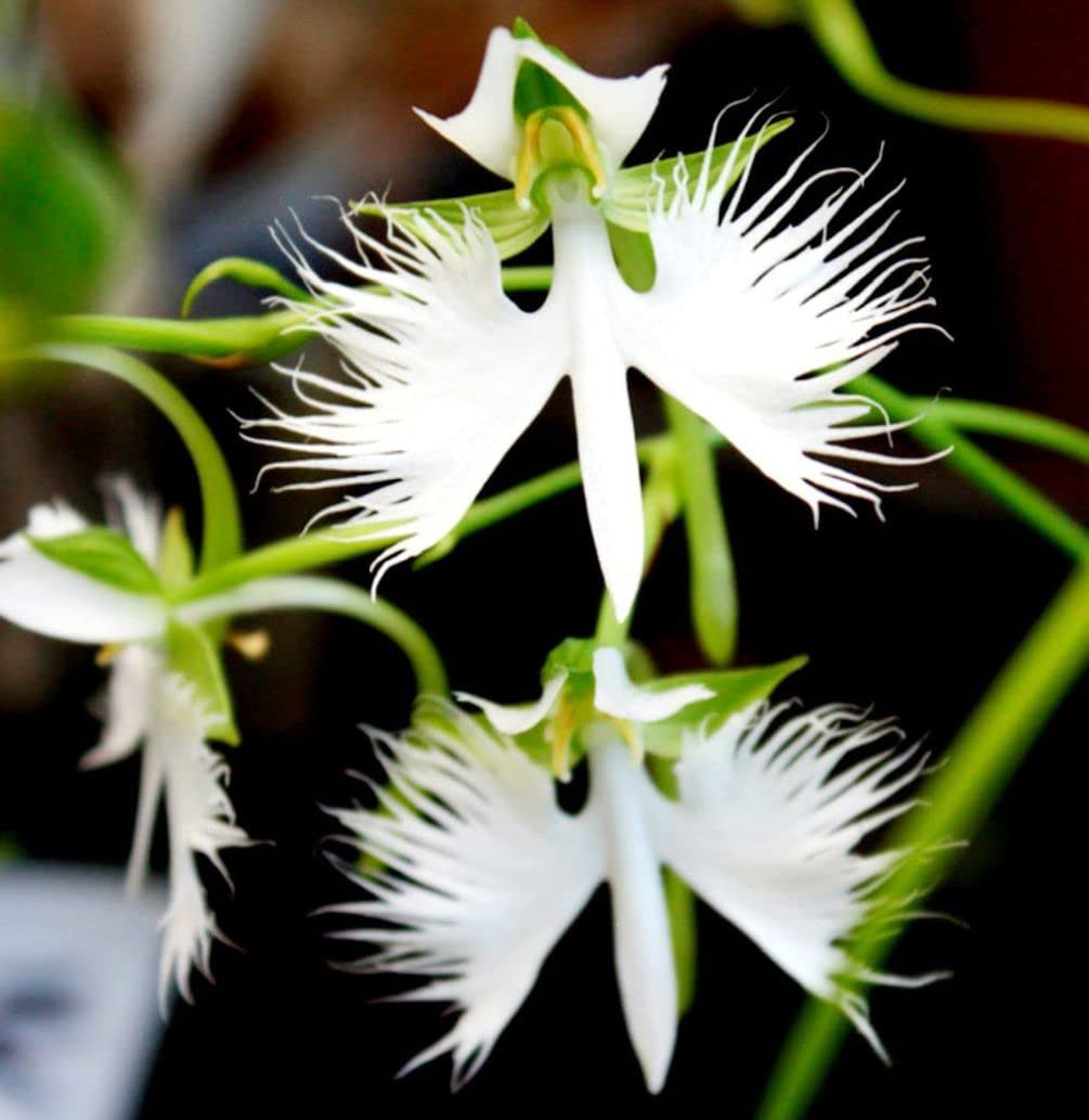 Egret (egret blume) samen for anpflanzung in home garten
