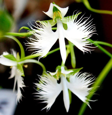Egret (egret blume) samen for anpflanzung in home garten