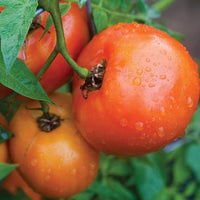 Orange Tomate Solanum lycopersicum Samen zum Pflanzen in Gemüse Patch & Garden