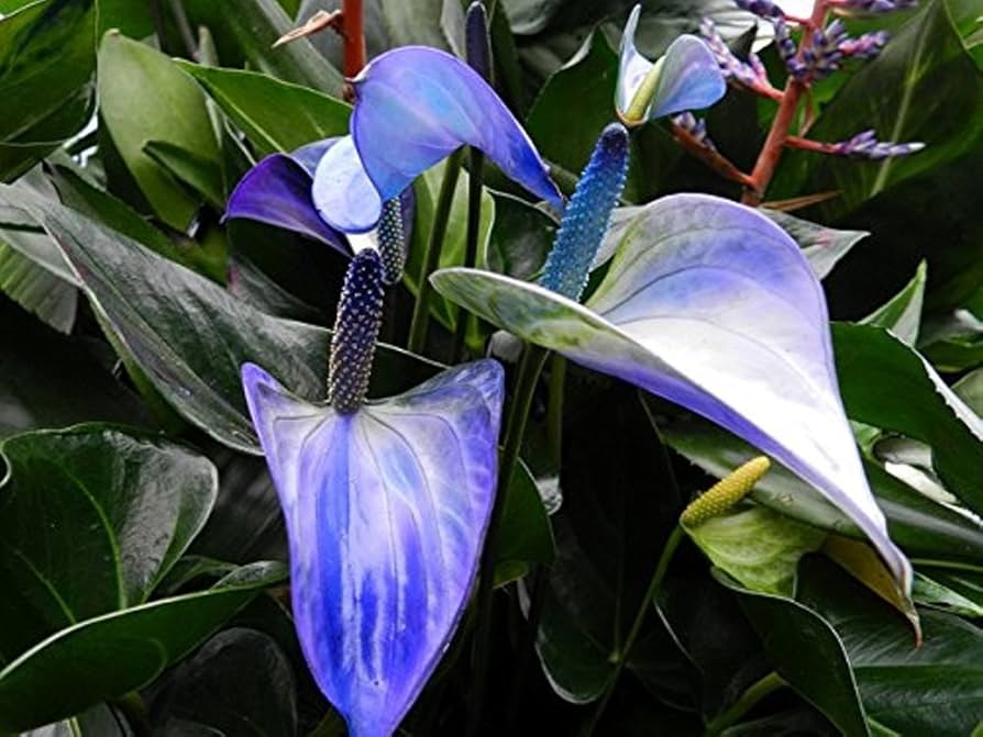 Blau Flamingoblume Blumensamen zur Aussaat – hochwertige Qualitäts- – Traditionssorte & ohne Gentechnik Samen Hausgarten