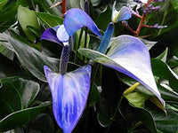 Blau Flamingoblume Blumensamen zur Aussaat – hochwertige Qualitäts- – Traditionssorte & ohne Gentechnik Samen Hausgarten