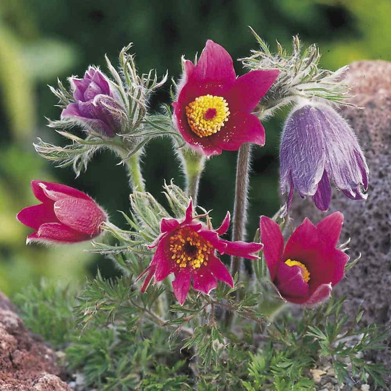 Rot anemone pulsatilla samen for bonsai and garten use