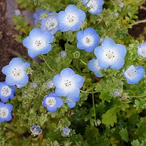 Baby-blau eyes samen for charming blau blooms
