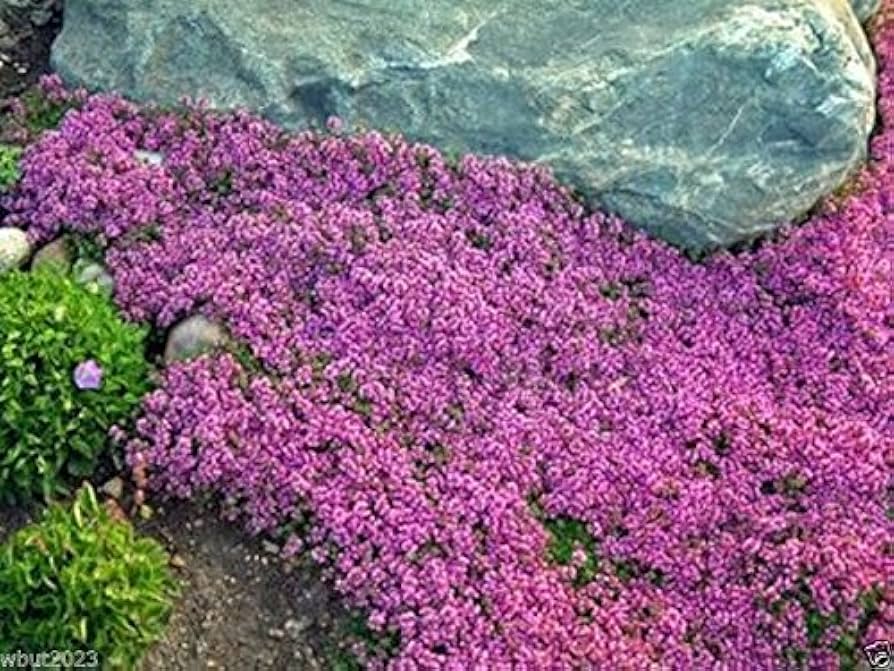 Creeping Thyme Thymus serpyllum Samen zur Aussaat Blume Beet und Herb Garten