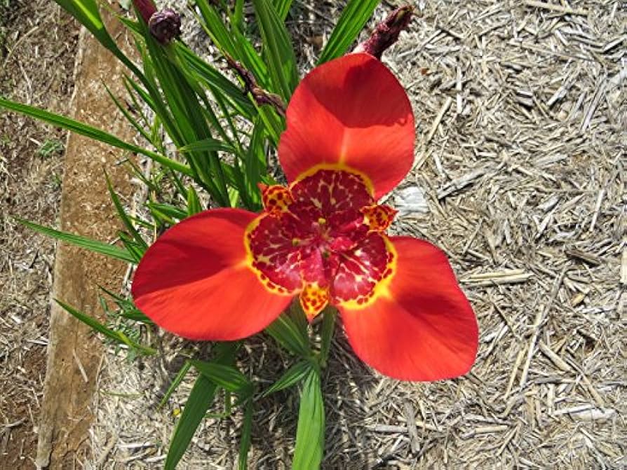 Rot tigridia pavonia blume samen for anpflanzung - bright blooms, heirloom & gmo free samen for home garten
 
 sale samen for home garten