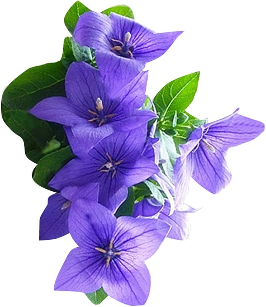 Platycodon Balloon Blumensamen Puffy – mehrjährig Garten Blüten
