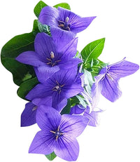 Platycodon Balloon Blumensamen Puffy – mehrjährig Garten Blüten