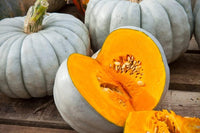 Jarrahdale pumpkin samen für einfachen aussaat gemüse samen