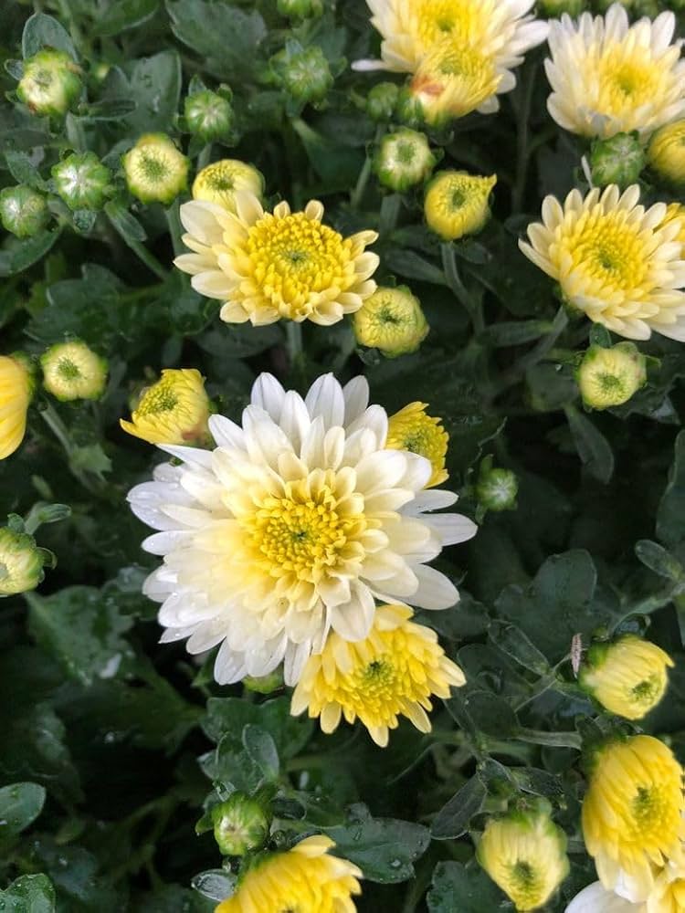 Chrysantheme Chrysantheme spp Samen zur Aussaat Blume Beet und Garten