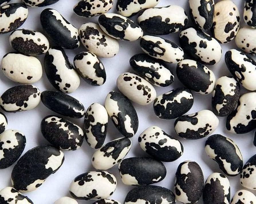Schwarz & Weiß Troot Bean Gemüse Planting Samen