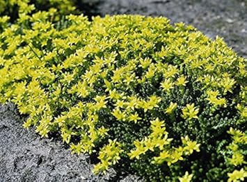 Gelb sedum blume samen for anpflanzung - fragrant blossoms, heirloom & gmo free samen for home garten
 
 sale samen for anpflanzung in home garten