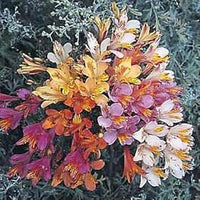 Mixed alstroemeria blume samen for anpflanzung - shade tolerant, heirloom & gmo free samen for home garten
 
 sale for anpflanzung in home garten